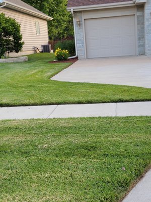 Lawn before chemical burn spots