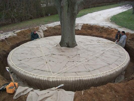 Largest tree ever moved on Long Island. Successfully transplanted!