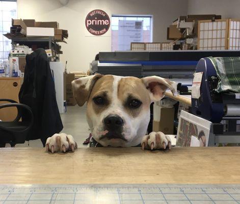 Shop dog Phoebe is always ready to say Hi!