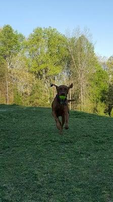 Penny and her "running ears."  She loves to run and fetch in the field when she visits!