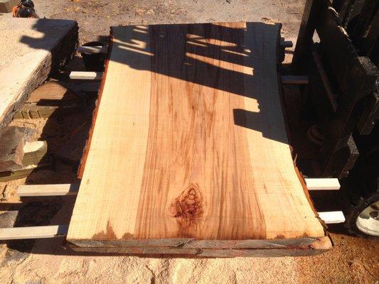 Freshly Cut Pecan Live Edge Slab