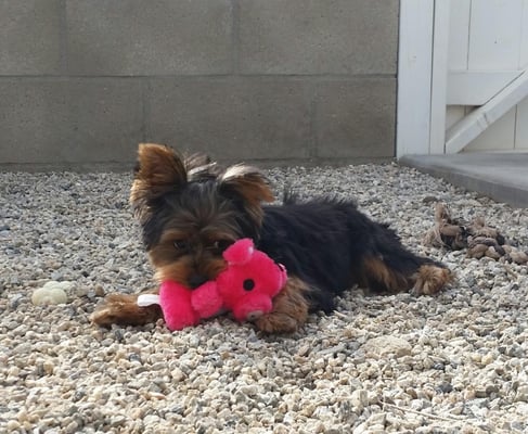 Murphy playing with his new toy at 2nd Home Dog Boarding