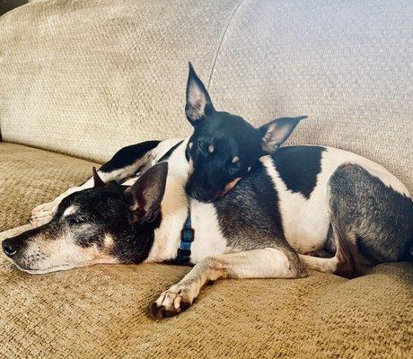 Here's little Dottie forever hanging on to "the old man", 15 yr old Spotty.