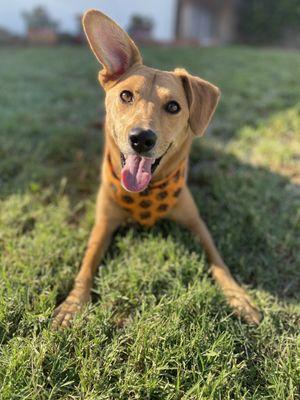 Siren with her Halloween bandana