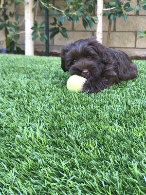 My newest daily pup, Cocoa Bean!