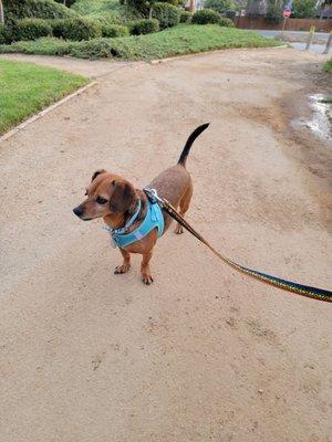 At the dog park! Tons of big and small dogs today