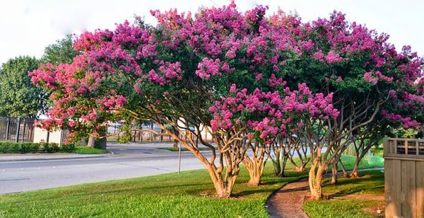 Tuscarora Crape Myrtle Tree