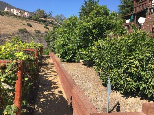 Organic fruit orchard & vineyard at 5805 Trancas