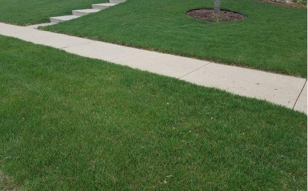 SMART Green Lawns program customer's lawn in Middleton