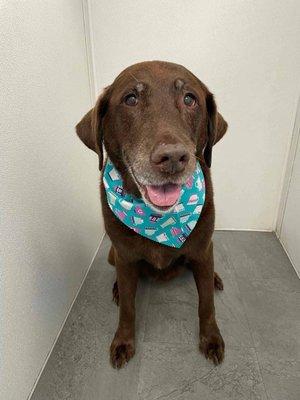 A complimentary bandana post-bath!