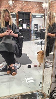 Salon Dog.