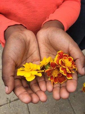 Marigolds from the Linden garden.