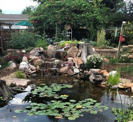 Backyard pond and waterfall in Longmont Colorado.