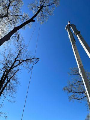 Expert Tree Removal in Jackson, MI:
 
 https://treeservicejacksonmichigan.start.page