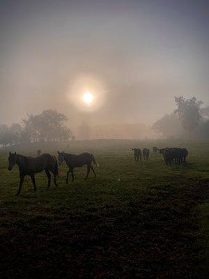 Misty morning at the Ranch...