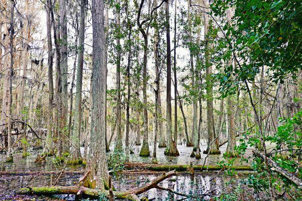 Wetlands at the park when wet.