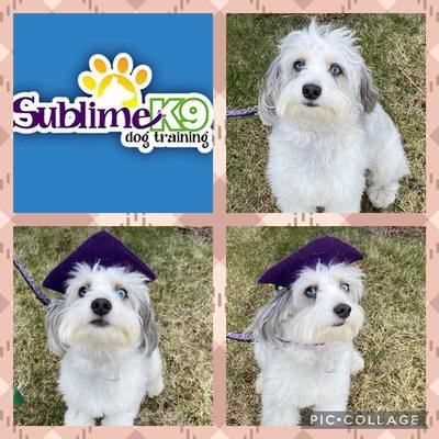 Sublime K9 graduate!