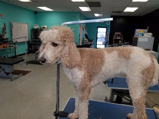 Standard Poodle before