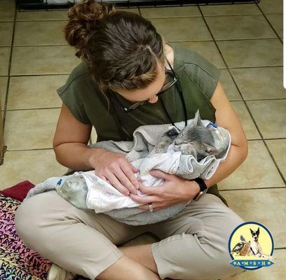 Soo cute! Dr. McClain helped Freddie wake up after neuter. What a precious purrito!