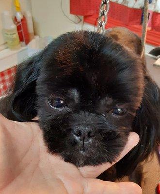 Nice round Shih Tzu face.