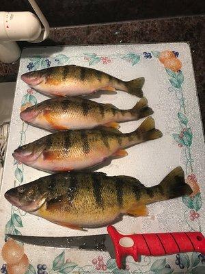 We got into a school of Jumbo Perch!