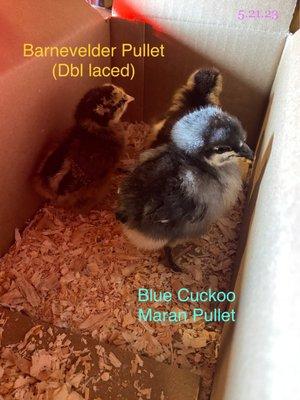 blue cuckoo & barnevelder ... very helpful insightful  staff member today. Thank you!