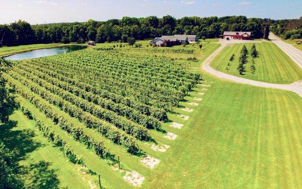 Bokes Creek Winery's Vineyard