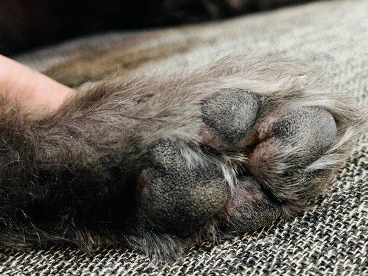 Muddy Paws Grooming & Boarding