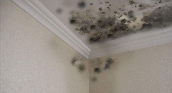 Mold on a ceiling