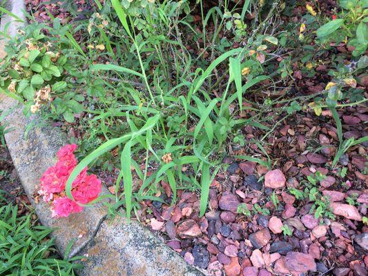 Weeds in beds