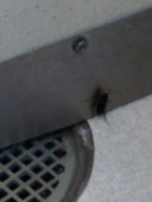 That would be a lovely cockroach in the women's bathroom. Disgusting