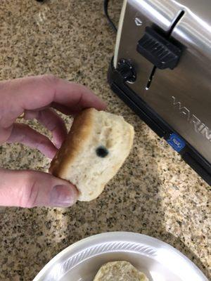 Mold on the biscuits at breakfast!