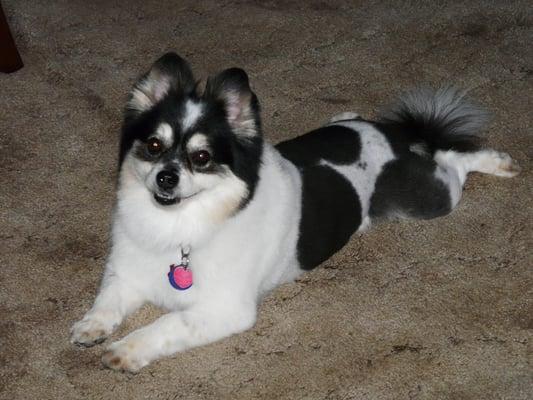 Poncho enjoying his new 'haircut'.