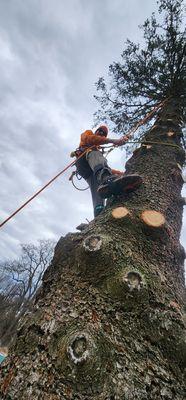 Removed a big spruce tree by the house