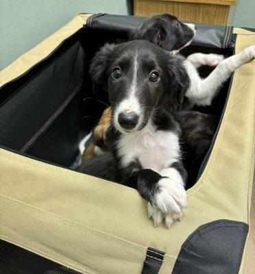 Puppies in to get their shots