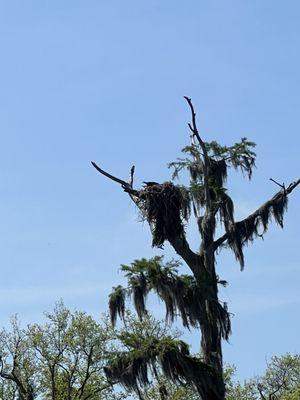 Osprey Nest