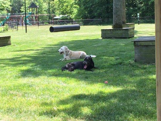 Our adorable dogs lounging in the shady grass. Big tube in the background for dogs who like to do agility stuff.