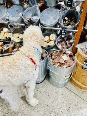 Picking his treat choice!