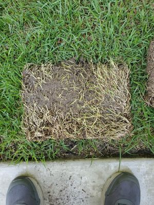 got 2 trays of plugs for $80. Came in June, paper said the grass was dormant. Planted and watered every day for a month. Still  no better.