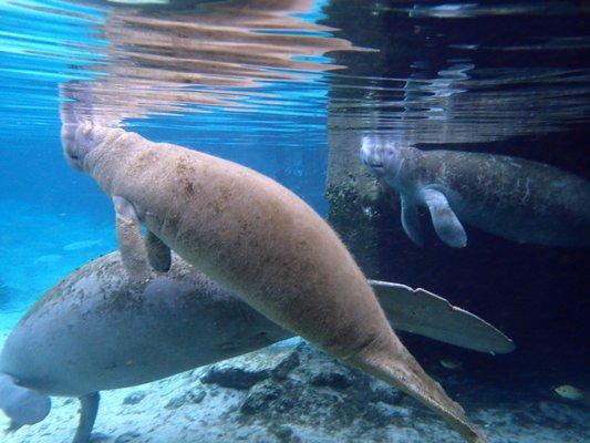 Underwater view of manatee.