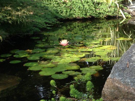 Nature's Touch Ponds