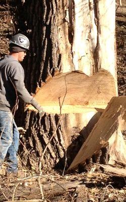 Terry Carpenter, Arborist
 Wedge Complete, Ready to Drop