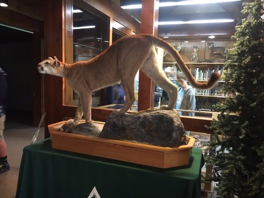 Really cool taxidermy this mountain lion was from Missouri.