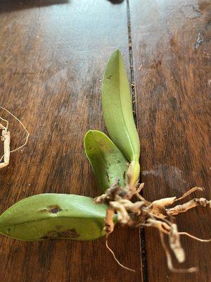 Diseased leaf, dead orchid roots