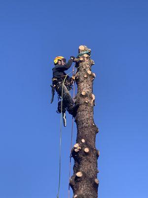 Roth's Tree Service