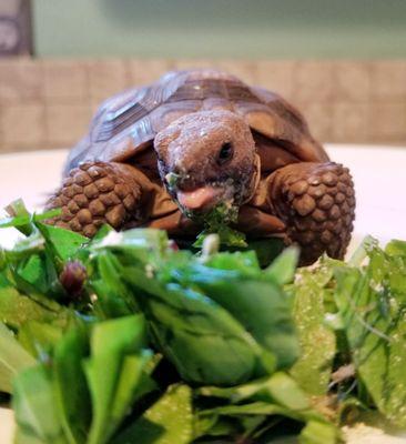 juvenile desert tortoise eating