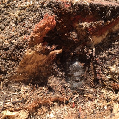 A piece of metal in a stump