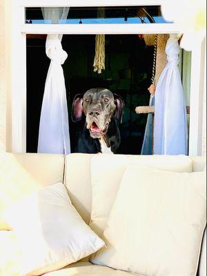 "How much is that doggie in the window?"