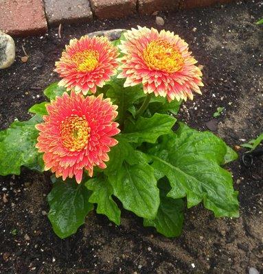 Gerbera Daisy.. So young here!  Pinch (don't) spent flowers and yellow lower leaves, and wow!  It will flourish.