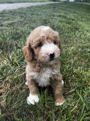 Golden Doodle puppy